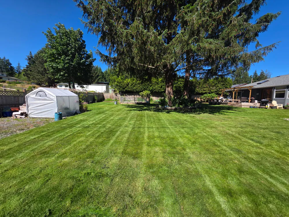 Photo of freshly cut grass