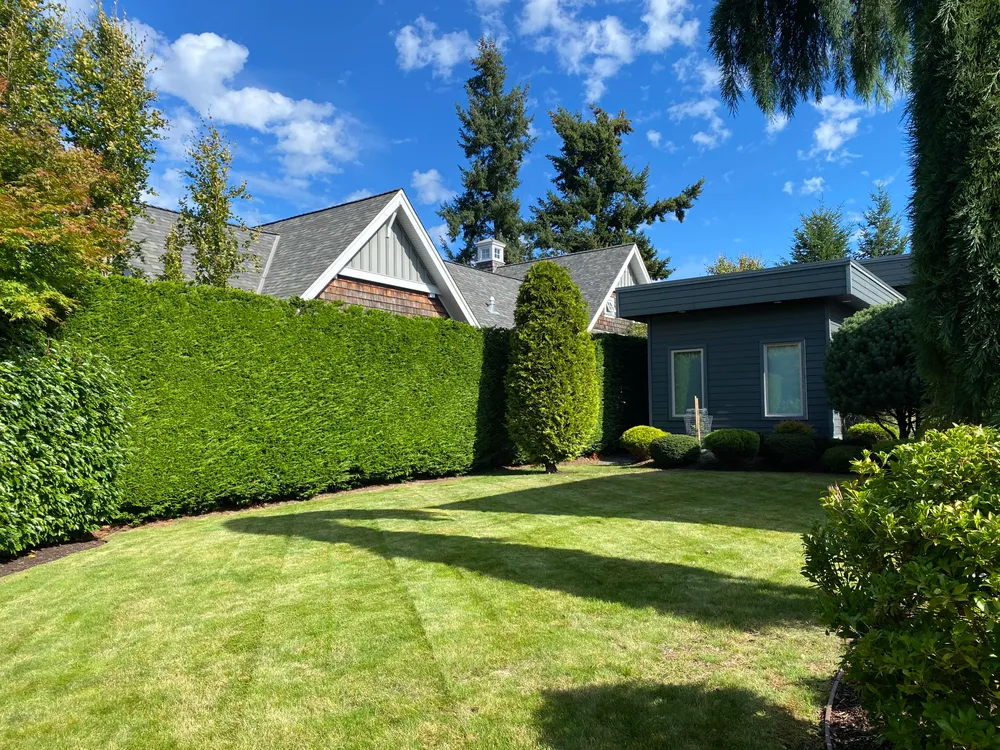 Photo of freshly cut grass