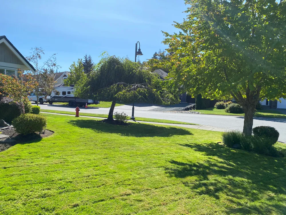Photo of freshly cut grass