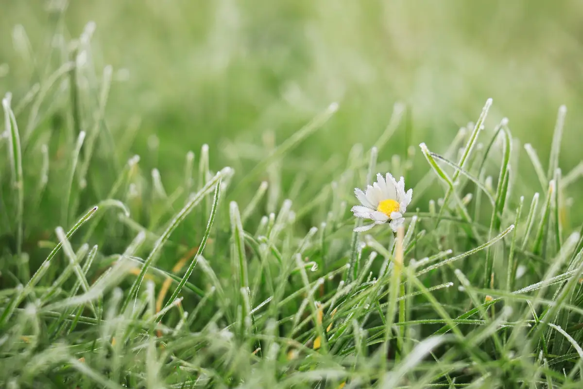 Photo of a garden